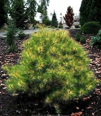 Golden Ghost Japanese Red Pine