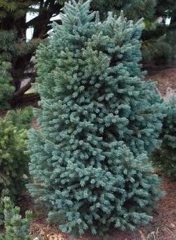 Blue Douglas Fir 3-4'