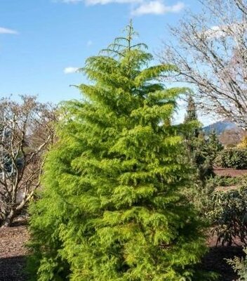 Elegans Aurea Japanese Cedar