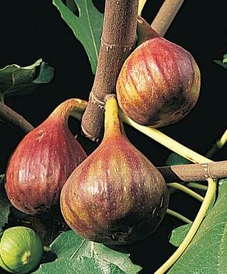 Vern'S Brown Turkey Edible Fig