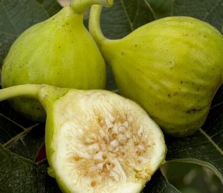 Lattarulla Fig