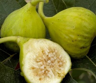 Lattarulla Fig