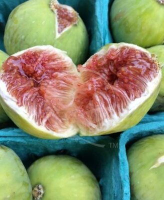 Kadota Edible Fig