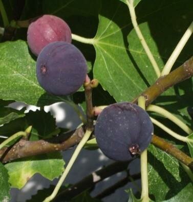 Beer's Black Edible Fig