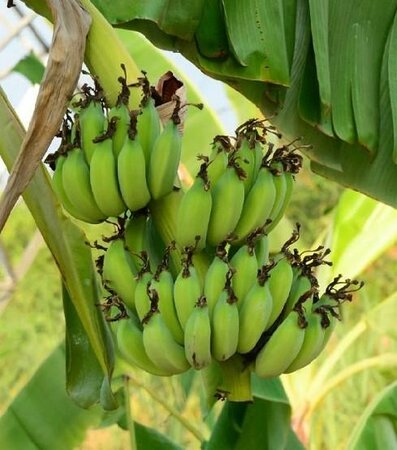 Grand Nain Fruiting Banana Plant