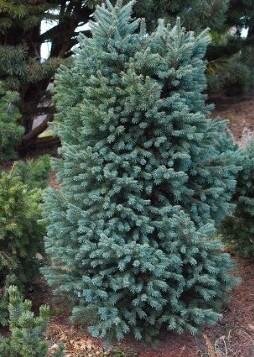 Blue Douglas Fir 6-7'