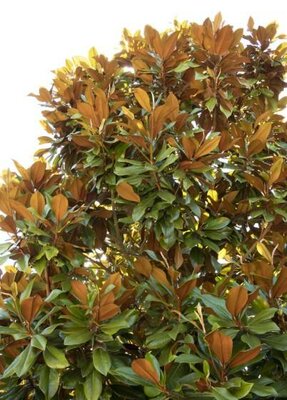 Brackens Brown Beauty Magnolia