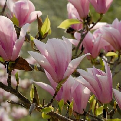 Heaven Scent Magnolia