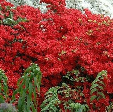 Stewartsonian Japanese Azalea