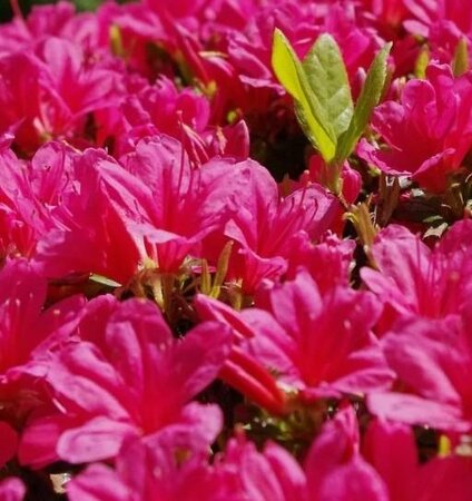 Deja Bloom Smitten Azalea