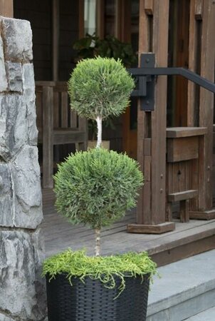 Mint Julep Juniper