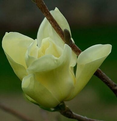 Elizabeth Magnolia