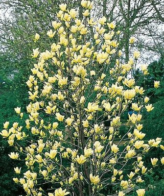 Elizabeth Magnolia