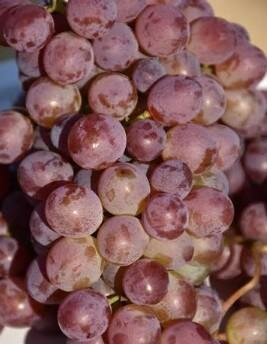 Vanessa Seedless Table Grape