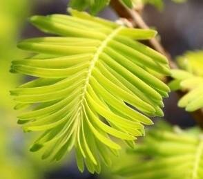 Hamlet's Broom Dawn Redwood