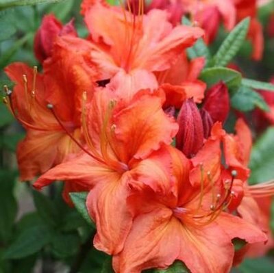 Fireball Deciduous Azalea