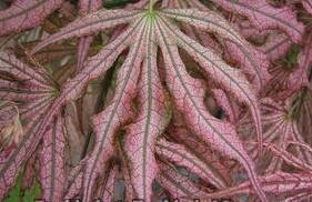 Mikazuki Japanese Maple