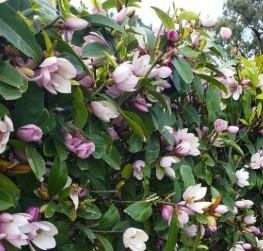 Fairy Magnolia Blush Tree