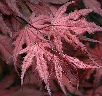 Purple Ghost Japanese Maple