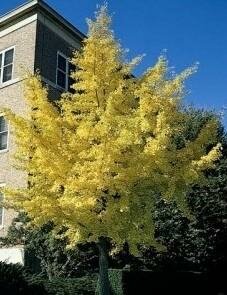 Autumn Gold Maidenhair Tree