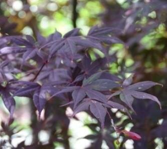 Moonfire Japanese Maple