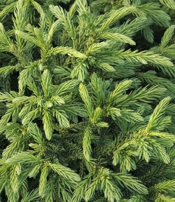 Gyokuryu Japanese Cedar