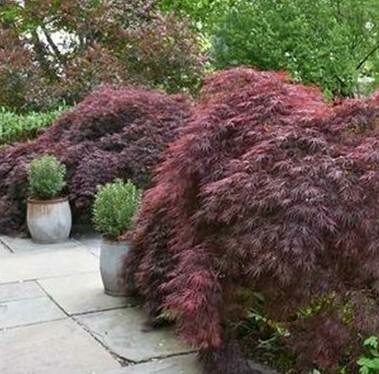 Crimson Queen Japanese Maple