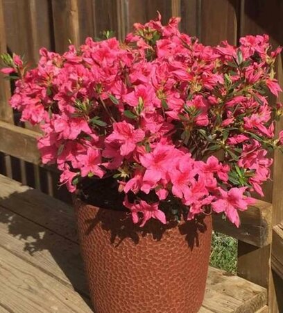 Deja Bloom Orchid Showers Azalea