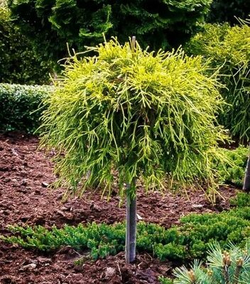 Sungold Cypress Tree