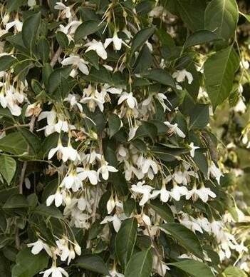 Fragrant Fountain Weeping Japanese Snowbell