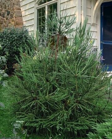 Whipcord Japanese Cedar