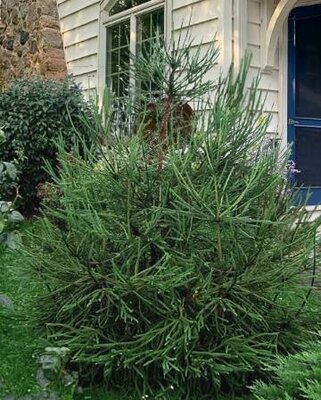 Whipcord Japanese Cedar
