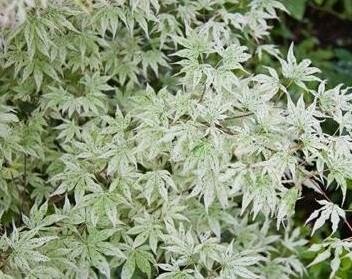 Floating Clouds (Ukigumo) Japanese Maple