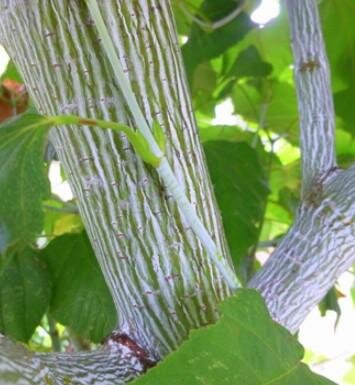 Snakebark Maple
