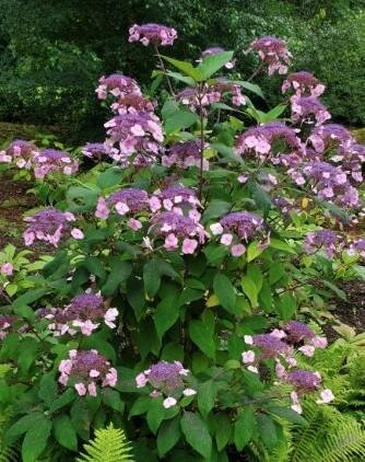 Aspera Hydrangea
