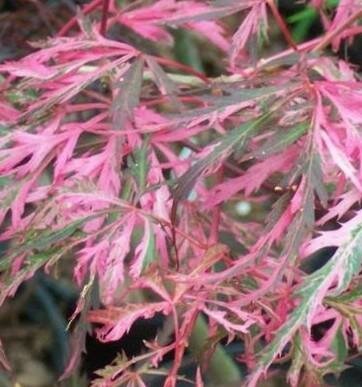 Hana Matoi Cascading Japanese Maple