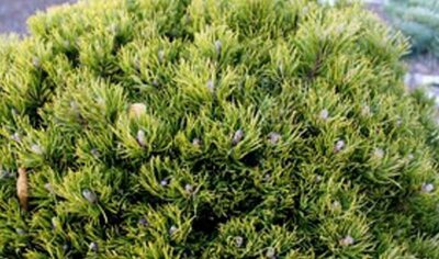 Emerald Dwarf Mugo Pine