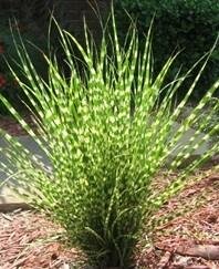 Gold Bar Miscanthus