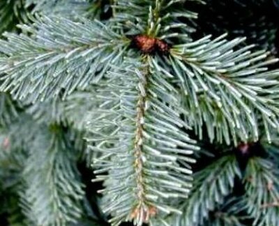 Blue Spreading Fir