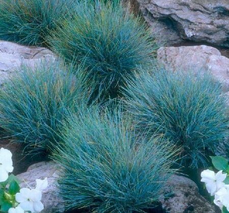 Beyond Blue Fescue Grass