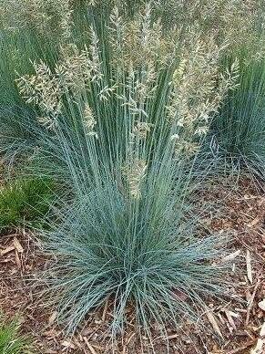 Sapphire Blue Oat Grass