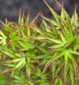 Kamagata Japanese Maple