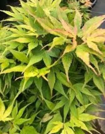 Catalina Mendoza Yatsubusa Japanese Maple