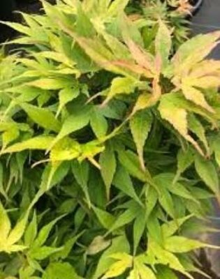 Catalina Mendoza Yatsubusa Japanese Maple