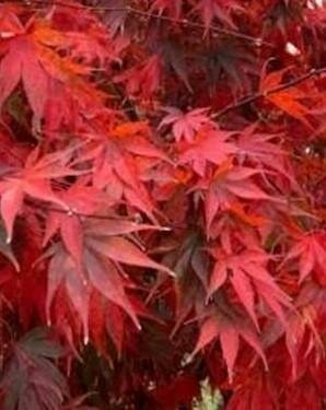 Red Dawn Full Moon Maple