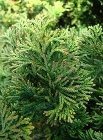 Wells' Special Hinoki Cypress