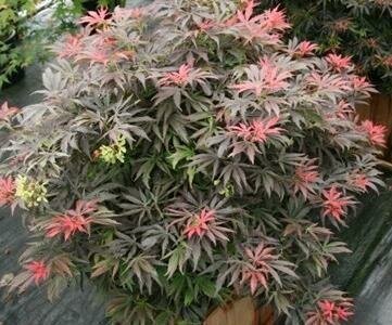 Orion Japanese Maple