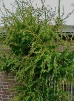 Horstmann's Recurved Larch