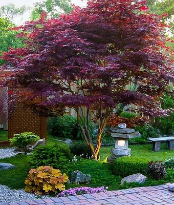 Bloodgood Japanese Maple