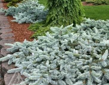 Procumbens Colorado Blue Spruce
